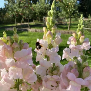 Snapdragon Seeds - Cold Resistant Cut Flowers - 30 Seeds - Attracts Pollinators - Image 14