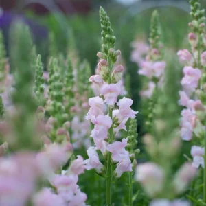 Snapdragon Seeds - Cold Resistant Cut Flowers - 30 Seeds - Attracts Pollinators - Image 2