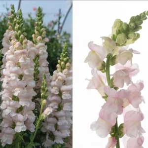 Snapdragon Seeds - Cold Resistant Cut Flowers - 30 Seeds - Attracts Pollinators - Image 3