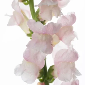 Snapdragon Seeds - Cold Resistant Cut Flowers - 30 Seeds - Attracts Pollinators - Image 4