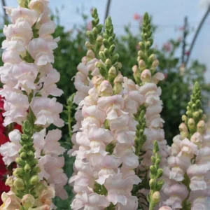 Snapdragon Seeds - Cold Resistant Cut Flowers - 30 Seeds - Attracts Pollinators - Image 5