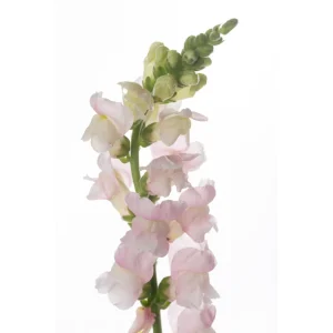 Snapdragon Seeds - Cold Resistant Cut Flowers - 30 Seeds - Attracts Pollinators - Image 6