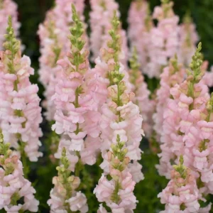 Snapdragon Seeds - Cold Resistant Cut Flowers - 30 Seeds - Attracts Pollinators - Image 7