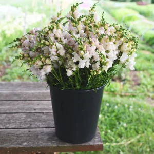Snapdragon Seeds - Cold Resistant Cut Flowers - 30 Seeds - Attracts Pollinators - Image 8