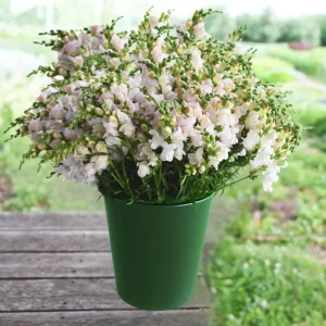 Snapdragon Seeds - Cold Resistant Cut Flowers - 30 Seeds - Attracts Pollinators - Image 9