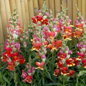 Snapdragon Seeds - Mix Colors, Cold Hardy, Attracts Pollinators, 30 Seeds - Image 10