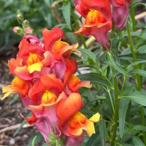 Snapdragon Seeds - Mix Colors, Cold Hardy, Attracts Pollinators, 30 Seeds - Image 11