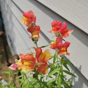 Snapdragon Seeds - Mix Colors, Cold Hardy, Attracts Pollinators, 30 Seeds - Image 12