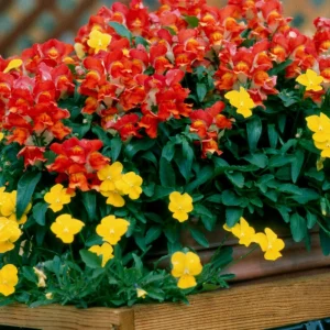 Snapdragon Seeds - Mix Colors, Cold Hardy, Attracts Pollinators, 30 Seeds - Image 13