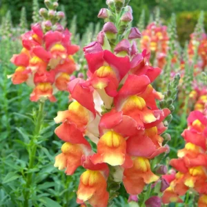 Snapdragon Seeds - Mix Colors, Cold Hardy, Attracts Pollinators, 30 Seeds - Image 14