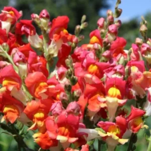 Snapdragon Seeds - Mix Colors, Cold Hardy, Attracts Pollinators, 30 Seeds - Image 2