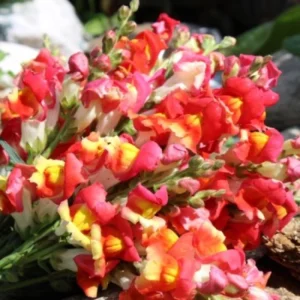 Snapdragon Seeds - Mix Colors, Cold Hardy, Attracts Pollinators, 30 Seeds - Image 3