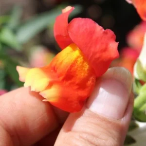 Snapdragon Seeds - Mix Colors, Cold Hardy, Attracts Pollinators, 30 Seeds - Image 4