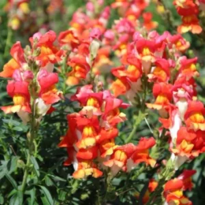 Snapdragon Seeds - Mix Colors, Cold Hardy, Attracts Pollinators, 30 Seeds - Image 5