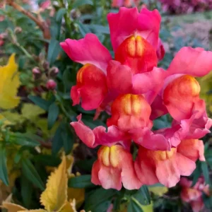 Snapdragon Seeds - Mix Colors, Cold Hardy, Attracts Pollinators, 30 Seeds - Image 6