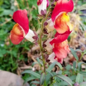 Snapdragon Seeds - Mix Colors, Cold Hardy, Attracts Pollinators, 30 Seeds - Image 7