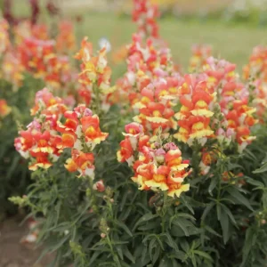 Snapdragon Seeds - Mix Colors, Cold Hardy, Attracts Pollinators, 30 Seeds - Image 8