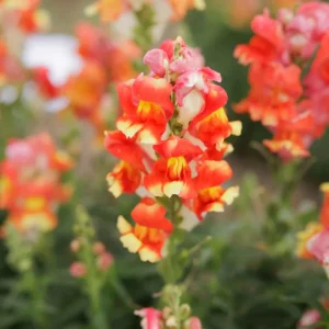 Snapdragon Seeds - Mix Colors, Cold Hardy, Attracts Pollinators, 30 Seeds - Image 9