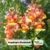 Snapdragon Seeds - Mix Colors, Cold Hardy, Attracts Pollinators, 30 Seeds - Image 1