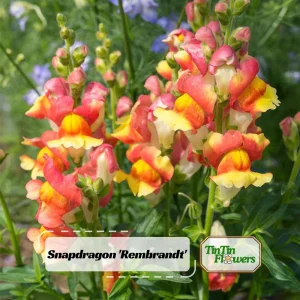 Snapdragon Seeds - Mix Colors, Cold Hardy, Attracts Pollinators, 30 Seeds - Image 1