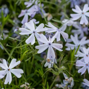 Snowflake Creeping Phlox Seeds - 25 Seeds - Cold & Drought Resistant Groundcover - Image 10