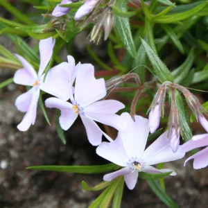 Snowflake Creeping Phlox Seeds - 25 Seeds - Cold & Drought Resistant Groundcover - Image 11