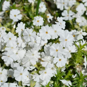 Snowflake Creeping Phlox Seeds - 25 Seeds - Cold & Drought Resistant Groundcover - Image 12