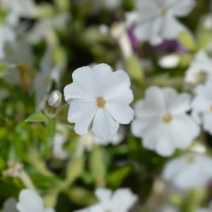 Snowflake Creeping Phlox Seeds - 25 Seeds - Cold & Drought Resistant Groundcover - Image 13