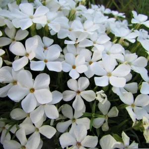 Snowflake Creeping Phlox Seeds - 25 Seeds - Cold & Drought Resistant Groundcover - Image 14