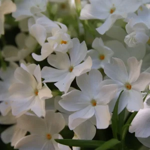 Snowflake Creeping Phlox Seeds - 25 Seeds - Cold & Drought Resistant Groundcover - Image 15