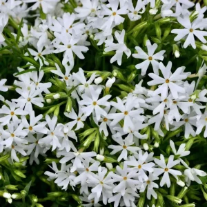 Snowflake Creeping Phlox Seeds - 25 Seeds - Cold & Drought Resistant Groundcover - Image 16