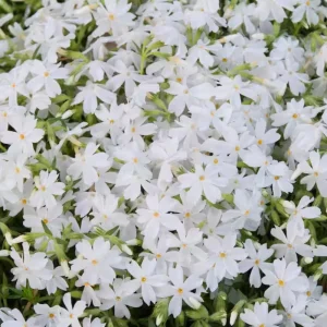 Snowflake Creeping Phlox Seeds - 25 Seeds - Cold & Drought Resistant Groundcover - Image 17