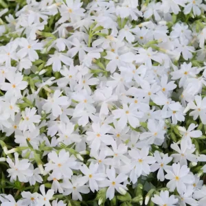 Snowflake Creeping Phlox Seeds - 25 Seeds - Cold & Drought Resistant Groundcover - Image 2