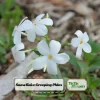 Snowflake Creeping Phlox Seeds - 25 Seeds - Cold & Drought Resistant Groundcover - Image 1