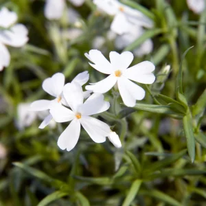 Snowflake Creeping Phlox Seeds - 25 Seeds - Cold & Drought Resistant Groundcover - Image 3