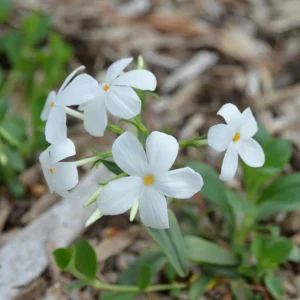 Snowflake Creeping Phlox Seeds - 25 Seeds - Cold & Drought Resistant Groundcover - Image 4