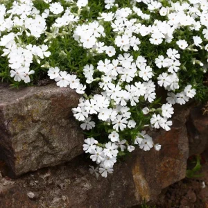 Snowflake Creeping Phlox Seeds - 25 Seeds - Cold & Drought Resistant Groundcover - Image 5