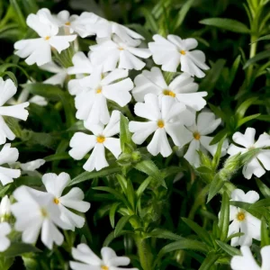 Snowflake Creeping Phlox Seeds - 25 Seeds - Cold & Drought Resistant Groundcover - Image 6