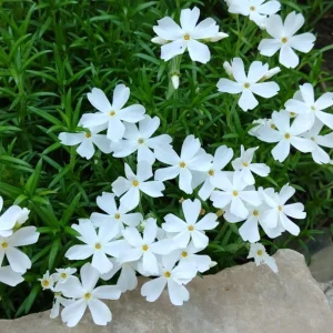 Snowflake Creeping Phlox Seeds - 25 Seeds - Cold & Drought Resistant Groundcover - Image 7