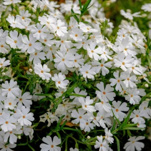 Snowflake Creeping Phlox Seeds - 25 Seeds - Cold & Drought Resistant Groundcover - Image 8