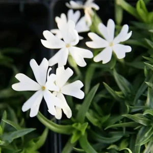Snowflake Creeping Phlox Seeds - 25 Seeds - Cold & Drought Resistant Groundcover - Image 9
