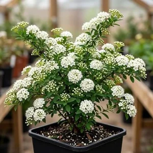 Snowmound Spirea Live Plant - Dwarf White Flowering Shrub, 5-8" Tall, Quart Pot, Outdoor - Image 3
