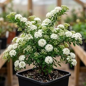 Snowmound Spirea Live Plant - Dwarf White Flowering Shrub, 5-8" Tall, Quart Pot, Outdoor - Image 4