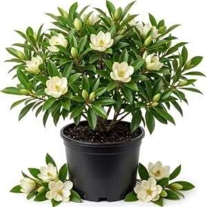 Soft Pink Hydrangea Live Plant - Pink Oakleaf Shrub 6-12" Tall 4" Pot Outdoor - Image 2