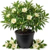 Soft Pink Hydrangea Live Plant - Pink Oakleaf Shrub 6-12" Tall 4" Pot Outdoor - Image 1