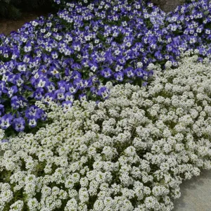 Sorbet Delft Blue Viola Seeds - Cold Resistant, Self-Pollinating - 25 Seeds - Image 10