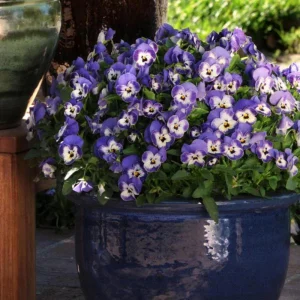 Sorbet Delft Blue Viola Seeds - Cold Resistant, Self-Pollinating - 25 Seeds - Image 11