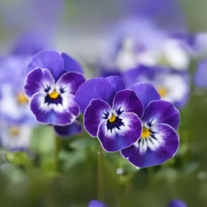 Sorbet Delft Blue Viola Seeds - Cold Resistant, Self-Pollinating - 25 Seeds - Image 12