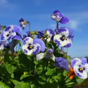 Sorbet Delft Blue Viola Seeds - Cold Resistant, Self-Pollinating - 25 Seeds - Image 13