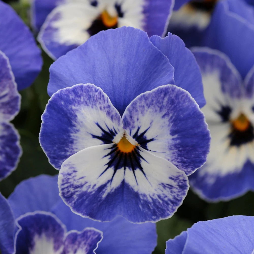 Sorbet Delft Blue Viola Seeds - Cold Resistant, Self-Pollinating - 25 Seeds - Image 14